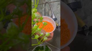 মুচমুচে কুমড়ো পাতার বড়া .....#highlights #shorts #viralshorts #shortsviral
