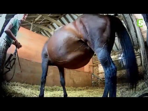 Naissance d&#039;un bébé cheval en direct / Mise bas jument poulain - ZAPPING SAUVAGE