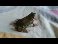 Травяная лягушка (Rana temporaria). Кормление. European common frog. Feeding time. (09.07.2016)