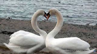 Il Y A Des Cygnes Qui Ne Trompent Pas Sur Le Léman