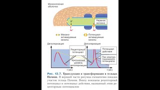 Физиология чувств