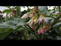 Contd Causes Of Flower And Fruit Abortion In Tree Tomatoes Tree Tomato Farming Vlog 2 Contd Causes Of Flower And Fruit Abortion In Tree Tomatoes Tree Tomato Farming Vlog 2