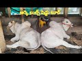 13       rk bulls shed vetapalam