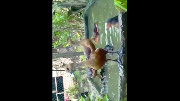 BURUNG BELIBIS
