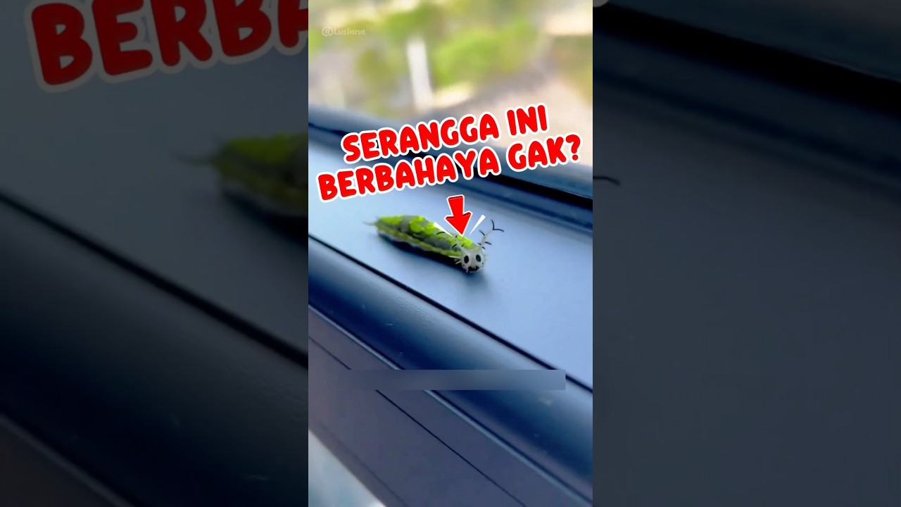 SERANGGA INI BERBAHAYA GAK SIH? #shortvideo #education #faktaunik