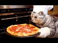 Cat Chef makes Pizza Pepperoni.