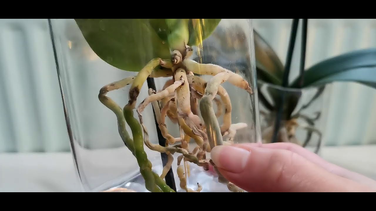 水培蝴蝶蘭新手必看（4)：初入水蝴蝶蘭第一次浸根超過12小時，根爛了嗎？！（21年廣東話第19篇)25/02/2021