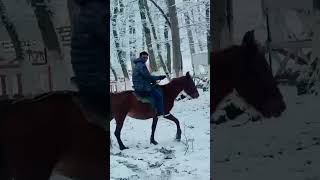 #short video#viral video#catchy video#horse video#