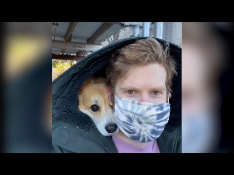 Undercover Corgi #Shorts