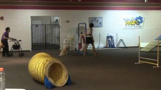 2011 08 29 Beginner Agility Class Graduation