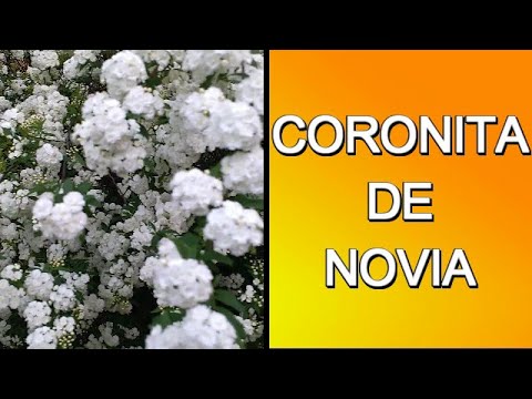 CORONITA DE NOVIA, planta ornamental ideal para jardines amplios - YouTube