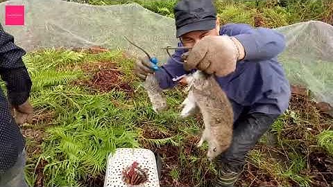 Quây Lưới Bắt Chuột Nghề Lâu Đời Của Làng Mình Tập 2