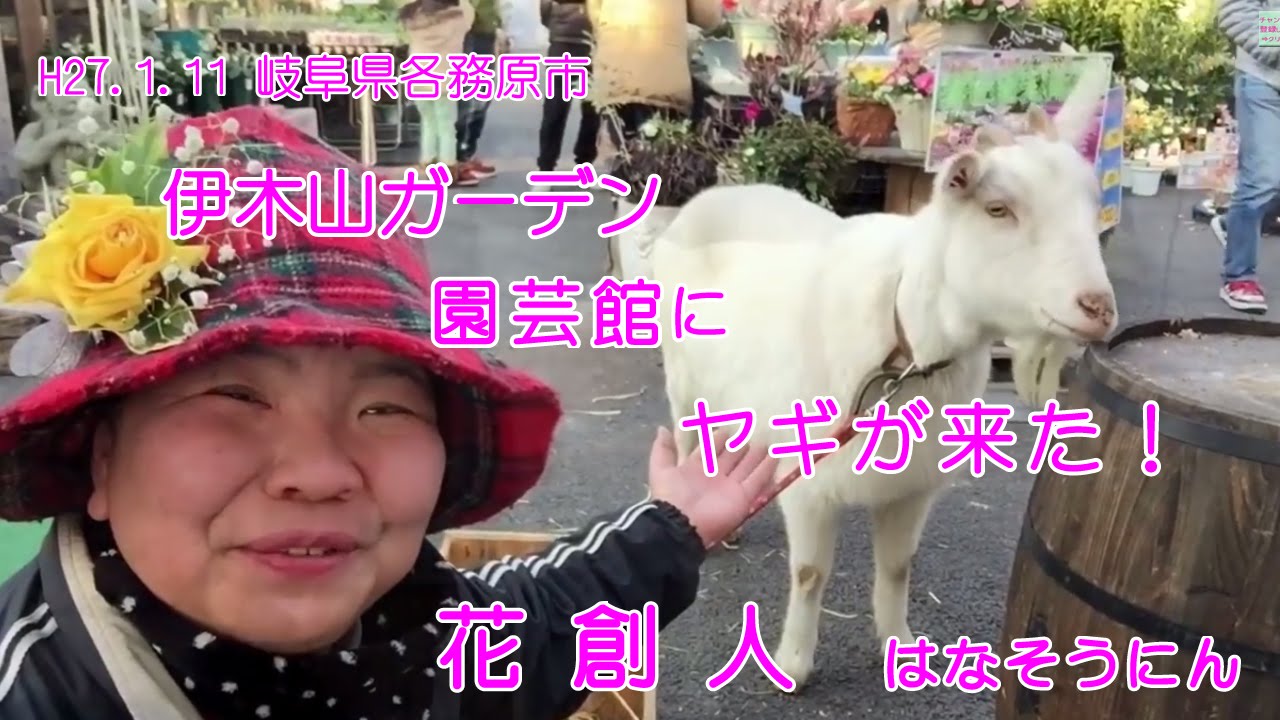 ヒツジ？いいえヤギです【伊木山ガーデン園芸館にヤギが来た！】岐阜県