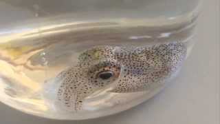 Bobtail Squid Goes To Sleep And Changes Color