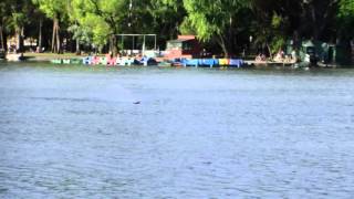 MI AROWANA MOTOR LEOPARD 3674 2200KV ESC 180A PROP 38MM 6S LIPO
