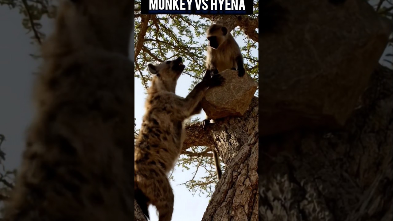 The Clever Monkey vs. The Hyena: Battle in the Trees 