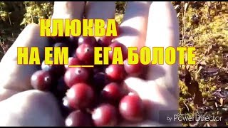 Путешествие Нягань, клюква на ем_га, болоте Путешествие Нягань, клюква на ем_га, болоте