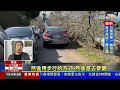 南投烏松崙梅花開！ 山區道路違停賞花礙交通