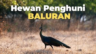 Hewan Penghuni Taman Nasional Baluran
