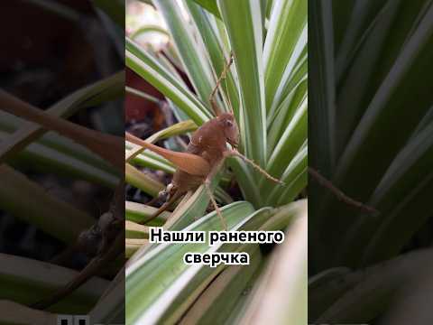 Видимо, уличные кошки поранили сверчка. #shorts #насекомые #insects #israel #short