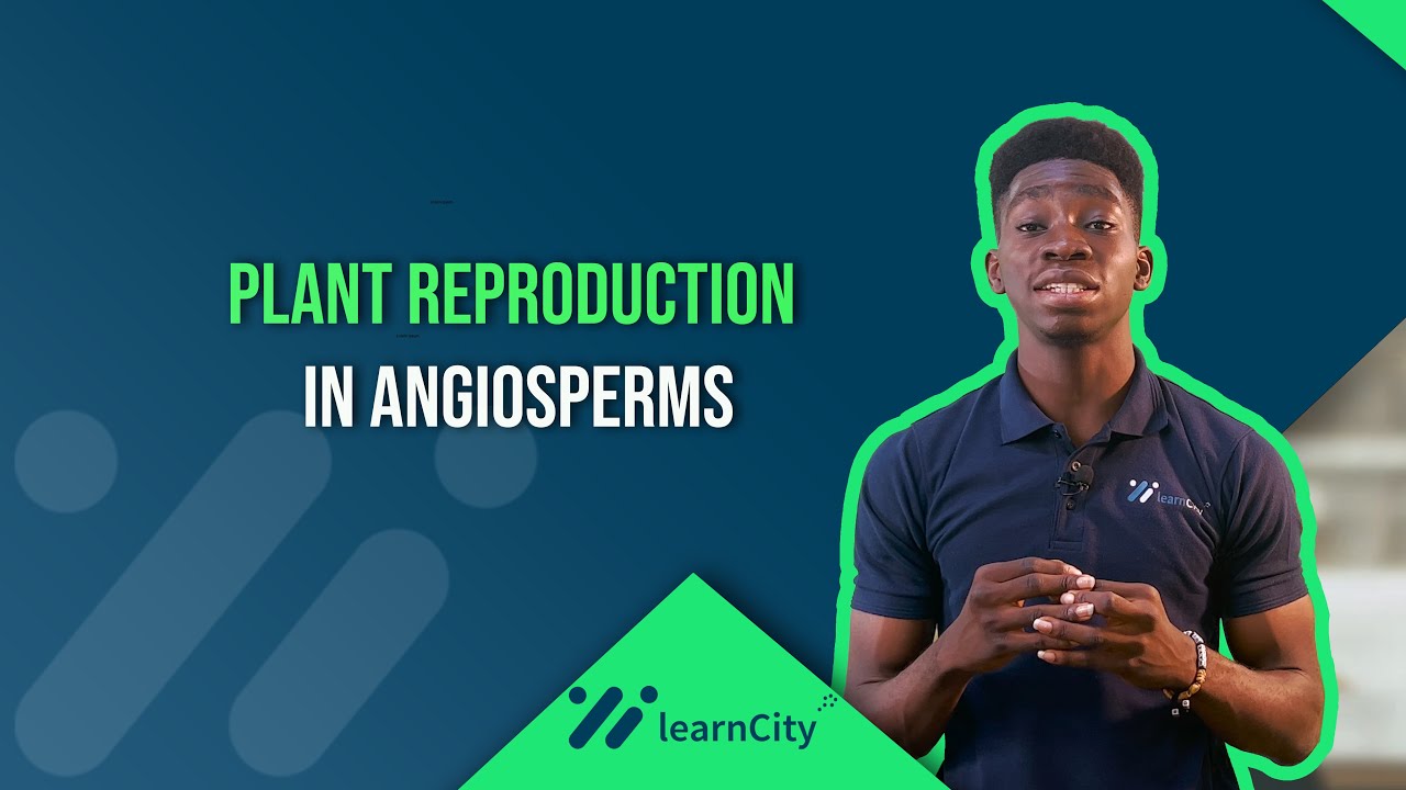 Sexual Reproduction In Flowering Plants: How An Ovary Turns Into A Fruit |Biology|WAEC|NECO|JAMB