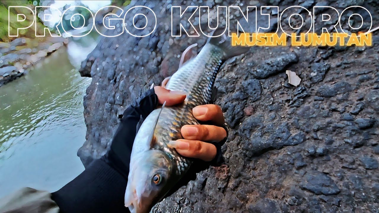 KEDUNG KUNJORO SUNGAI PROGO‼️ UMPAN LUMUT KUDA / KONCER MASIH JADI ANDALAN ❗️