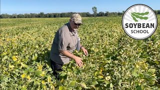 Soybean School: Cheating sudden death syndrome