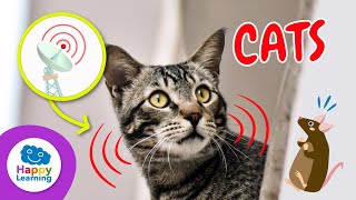 Top 5 CURIOSITIES ABOUT CATS | Educational Videos for Children- Happy Learning 🐈 🙀 😸 🔎