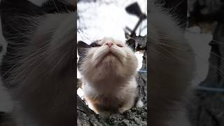 Кошеня На Деревіkitten On A Tree.