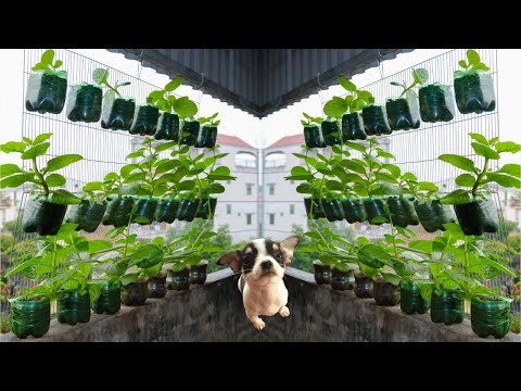 Video Ý tưởng trồng giàn rau mồng tơi từ chuồng chó và chai... - youtube