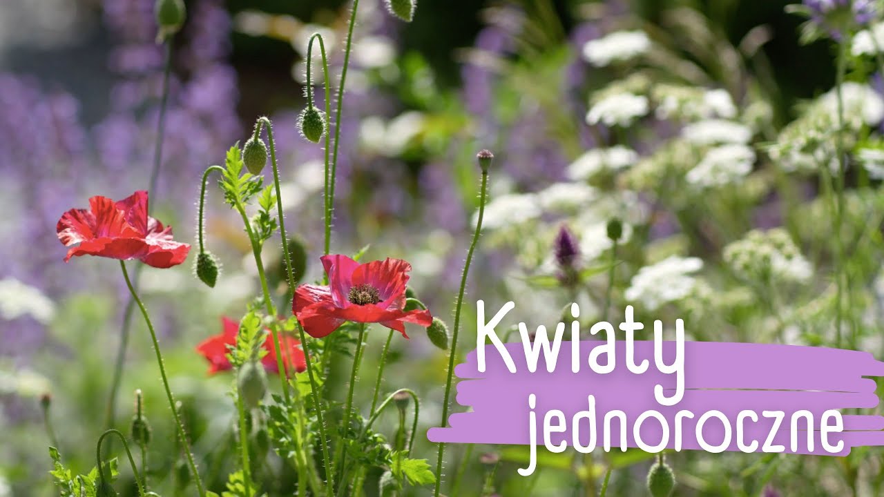 Czerwcowy przegląd jednorocznych - przepis na sielskie, romantyczne rabaty 💗