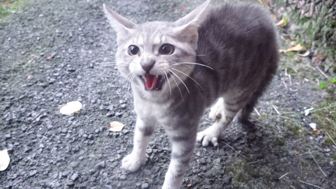 Abandoned Kitten Hissing and Crying for Mother - YouTube