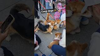 Dogs#likes #youtube #people #travel #visitestonia #video #blogger #europe #nature#show#shorts