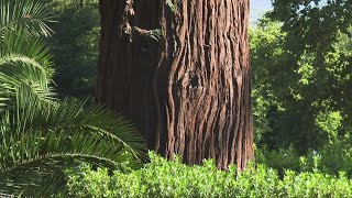 California Heat Wave: Why it's important to water trees during a drought