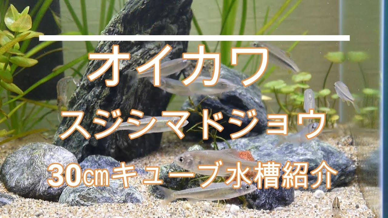 ハヤ オイカワ カワムツ等 の飼育は簡単 キレイ 楽しい 九州アクア日和