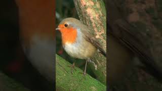 Beautiful Bird | 4k video |