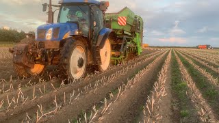 Narcissen tellen, stropersen, combine schoon maken, aardappels rooien. 💪🏽🚜