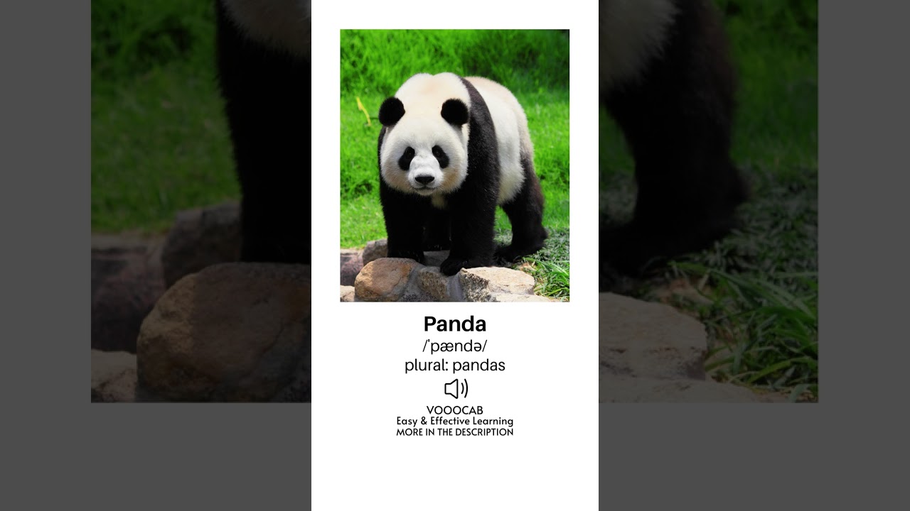 Panda - Pronunciation, English Phonetic Transcription, Plural Form/Wild Animals Vocabulary Playlist