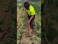 The Ultimate Tool for Weed Control: Using a Garden Hoe