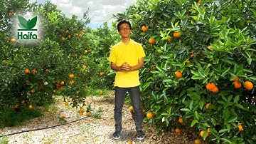 How to Use Multicote Agri Controlled Release Fertilizers