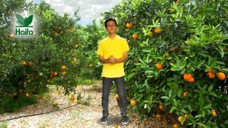 How to Use Multicote Agri Controlled Release Fertilizers