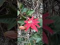 Red Passion Flower Sinha Reddy Vlog Gardening Red Passion Flower Sinha Reddy Vlog Gardening