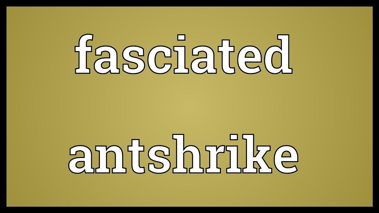 Fasciated antshrike Meaning 