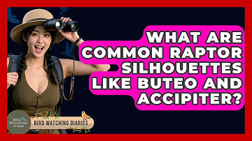 What Are Common Raptor Silhouettes Like Buteo And Accipiter? - Bird Watching Diaries
