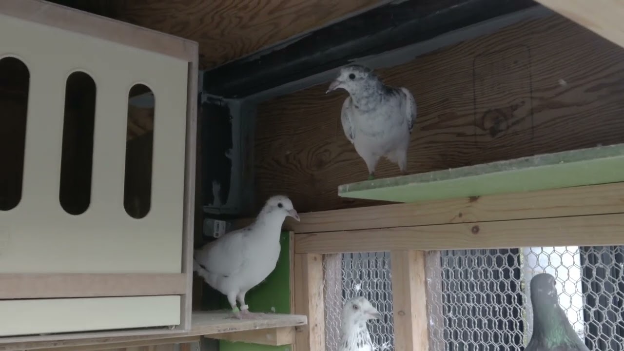 #7  前回動画の雛たち…何とか？一人立ちしました…。#レース鳩 #ハト#平和の象徴 #NOWAR