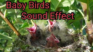 Efek Suara Bayi Burung Menangis