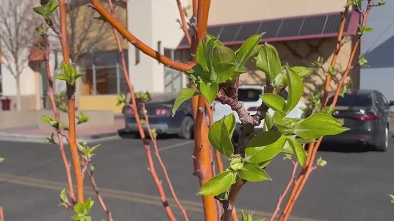 What does an early bloom mean for Albuquerque plants and trees?