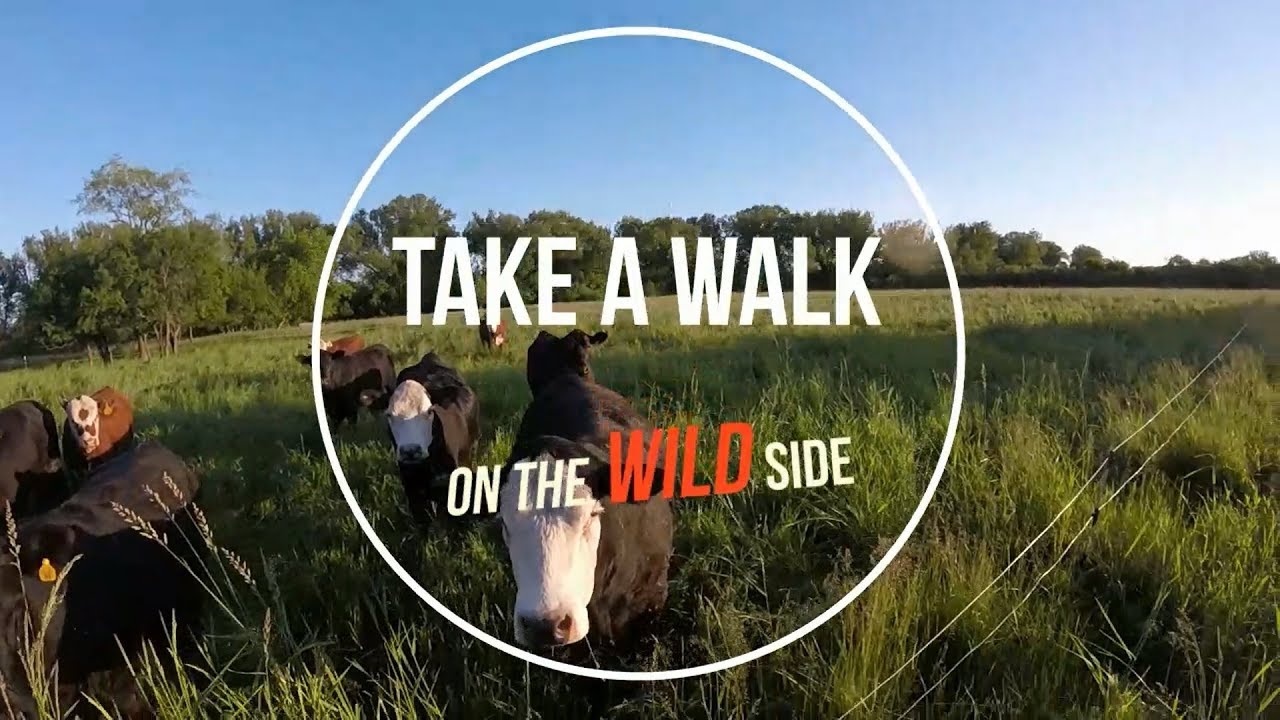 Take a Walk on the Wild Side - YouTube