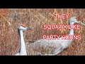 Sandhill Cranes Returning to the Flocking Grounds: NARRATED