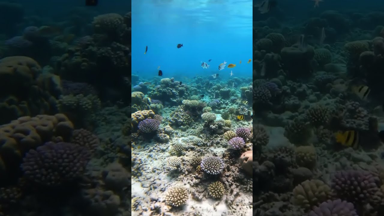 A Day In Coral Reef Paradise Calming Underwater Flute Music